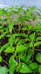 Sowing chili seeds in containers
