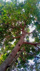 Fototapeta premium The butter avocado plant is old and starting to have difficulty bearing fruit