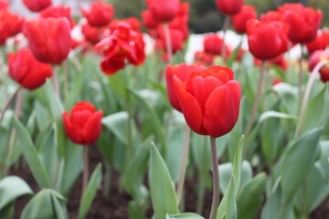 red and white tulips