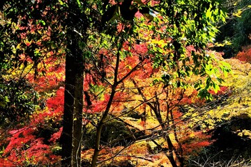 日本、京都、紅葉、黃葉、大銀杏、木、日本庭園、秋、青空、光、絶景、写真素材	
