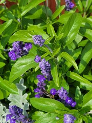 Bee on purple flower