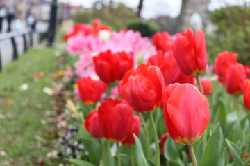 Fototapeta premium red and white tulips
