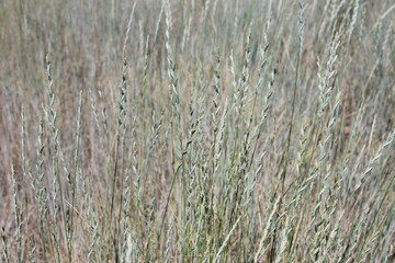 Fototapeta premium dry grass background