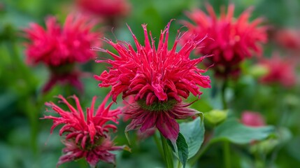 Vibrant Red Bee Balm Monarda Jacob Cline - Professional Image with Attractive Flowers