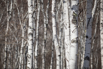 春の白樺の森