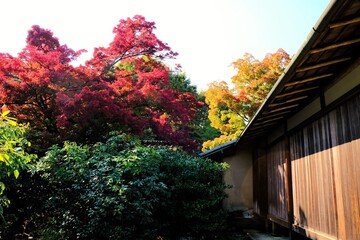 日本、京都、紅葉、黃葉、大銀杏、木、日本庭園、秋、青空、光、絶景、写真素材	