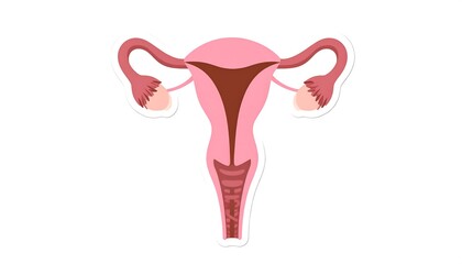 Female reproductive system diagram