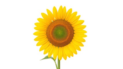 Obraz premium Close-up High-Resolution Image of a Sunflower in Full Bloom