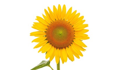 Fototapeta premium Close-up High-Resolution Image of a Sunflower in Full Bloom