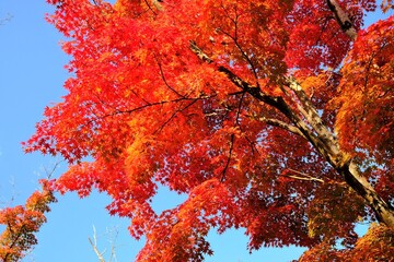 京都、紅葉、常照寺、寺院、文化財、木造建築、古代建築、日本文化、歷史名勝、古都京都の文化財、木、綠色、青空、秋、絶景、写真素材	
