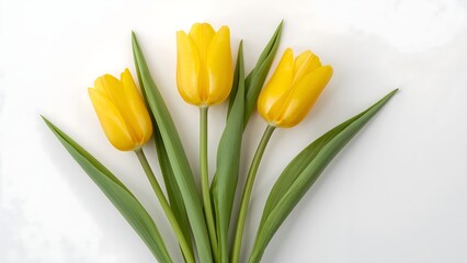 Fototapeta premium High-Resolution Image of Three Yellow Tulips with Green Leaves on White Background