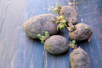 Potato seeds for planting. Tubers with young sprouts