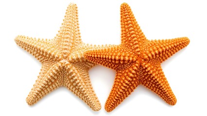 Close-Up of Two Starfish with Different Colors on White Background