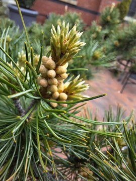 Tiny pine tree