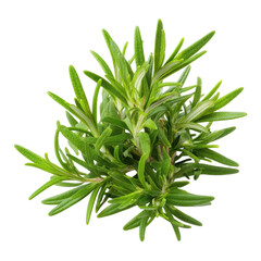 Fototapeta premium Fresh Green Rosemary Herb Sprig Isolated on White Background