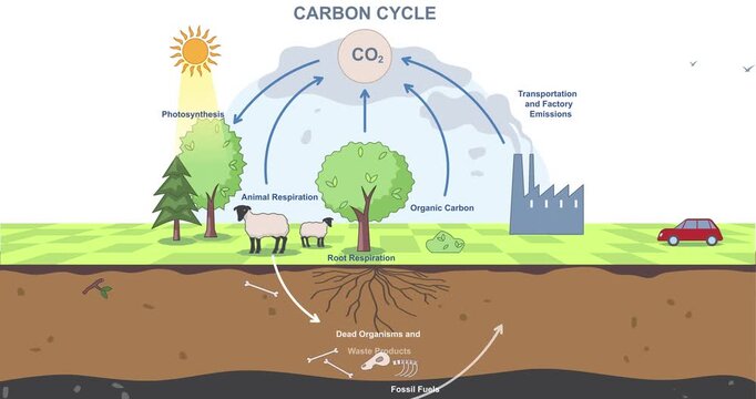 Carbon cycle diagram. Moving banner or educational infographic with biochemical process of Carbon Dioxide conversion. CO2 emission exchange in nature and environment. Flat graphic animated cartoon