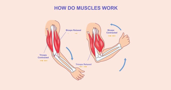How do muscles work. Moving banner showing process of contraction and relaxation of arm muscles. Biceps and triceps movements during sports exercise. Anatomical diagram. Flat graphic animated cartoon