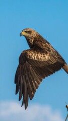 Obraz premium Bird of prey in flight