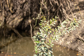 Árbol en la orilla de un lago