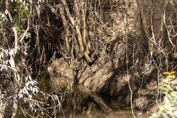 Viejo tronco de árbol sobre un lago