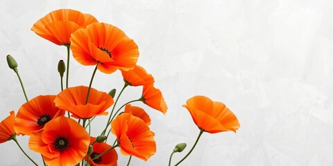 Vibrant Orange Oriental Poppies Against