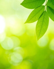 Naklejka premium Fresh leaves in sunlit forest