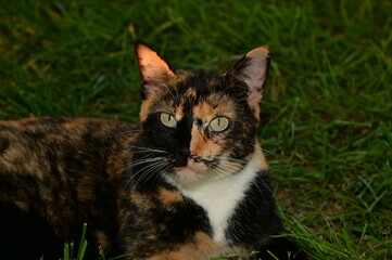Calico Cat