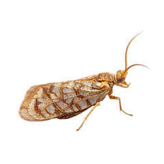 Close-Up View of a Brown Moth with Intricate Wing Patterns