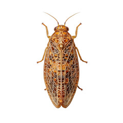 Detailed Close-Up View of a Colorful Insect on Black Background