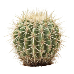Close-up of a Green Cactus with Sharp Spines on a White Background