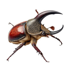 Magnificent Horned Beetle Displaying Vibrant Colors and Unique Features
