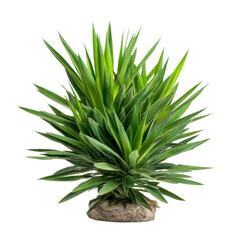 Lush Green Succulent Plant with Sharp Leaves on White Background