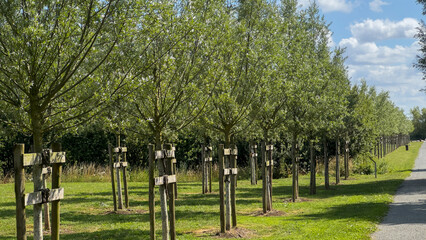 A long, neat row of young, staked trees in a landscaped park