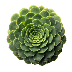 Succulent Plant Close-Up in Green with Layered Leaf Structure
