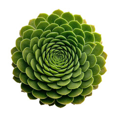 Lush Green Succulent Plant with Spiral Leaf Arrangement
