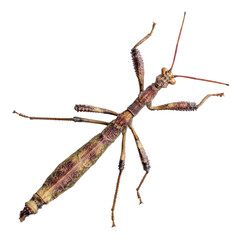 Detailed Close-Up of an Intricate Insect Specimen on White Background