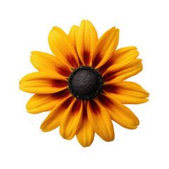Bright Yellow Flower with Red Accents and Seed Center on Black Background