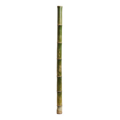 Fototapeta premium Tall Green Bamboo Stem Isolated on White Background for Design