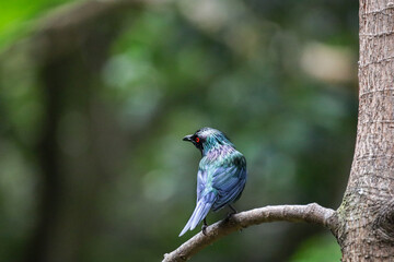 Fototapeta premium Back view of a shining starling bird showing it's glossy iridescent plumage.