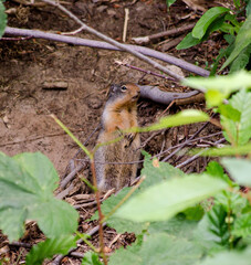 Woodchuck, groundhog Standing in Forest Cute Wildlife Photography in Nature
