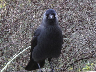 Staring crow