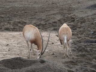 Gazelle Twins