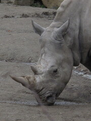 Obraz premium Rhino Horn