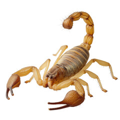 Detailed Close-Up of a Desert Scorpion in Natural Setting
