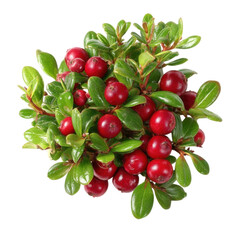 Fresh Red Berries on Green Leaves Isolated on White Background
