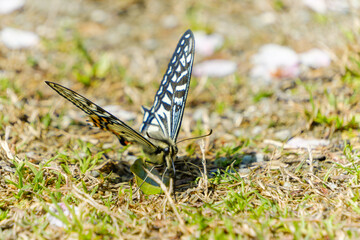 アゲハチョウが地面にとまる春の日差しの中の姿