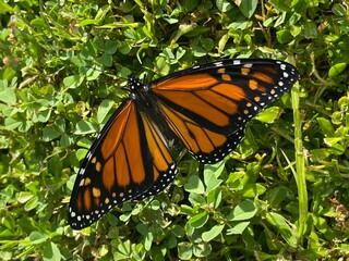 butterfly on flower