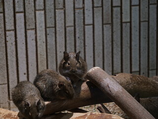 上野動物園で飼育されているデグー