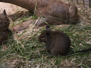 上野動物園で飼育されているデグー