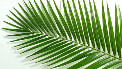 Obraz premium Close Up Green Palm Leaf On White Background Natural Light Detailed Texture